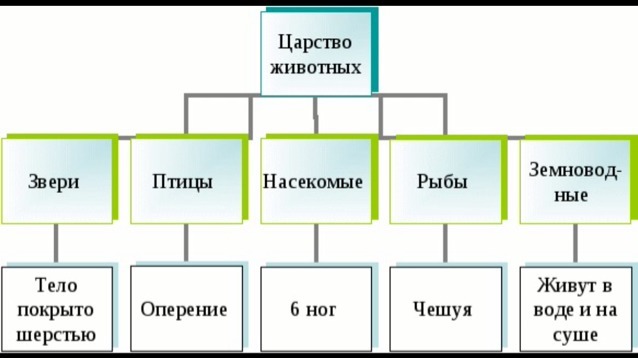 Схематические признаки насекомых рыб. Царство животных классификация схема 2 класс. Систематика царство животных представители. Царство животные схема 5 класс. Царство животных классификация 3 класс.