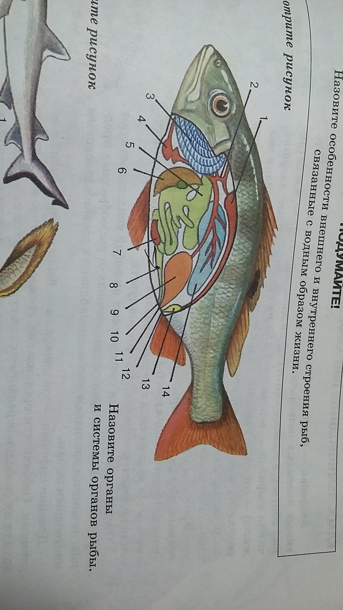 Органы боковой линии у каких рыб. Средняя линия у рыб. Рыба линиями. Боковая линия у рыб функции. Органы боковой линии у рыб.